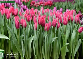 Tulipa First Life ® (2)